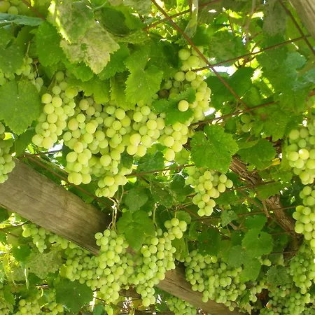 S'ustiarvu- Nuova Gestione 3*