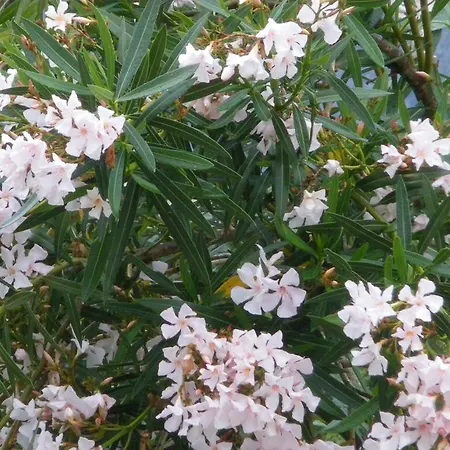 S'ustiarvu- Nuova Gestione Hotel